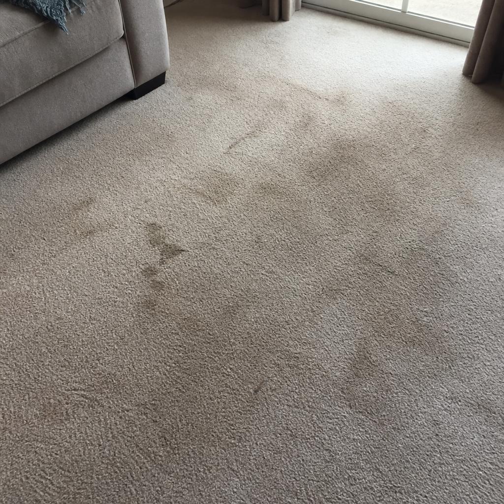 Carpet Cleaning before cleaning